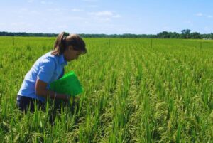 El arroz Angirú INTA CL supera los 11.000 kilos con fertilización ajustada