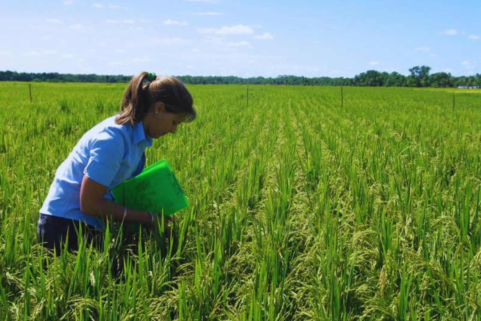 El arroz Angirú INTA CL supera los 11.000 kilos con fertilización ajustada