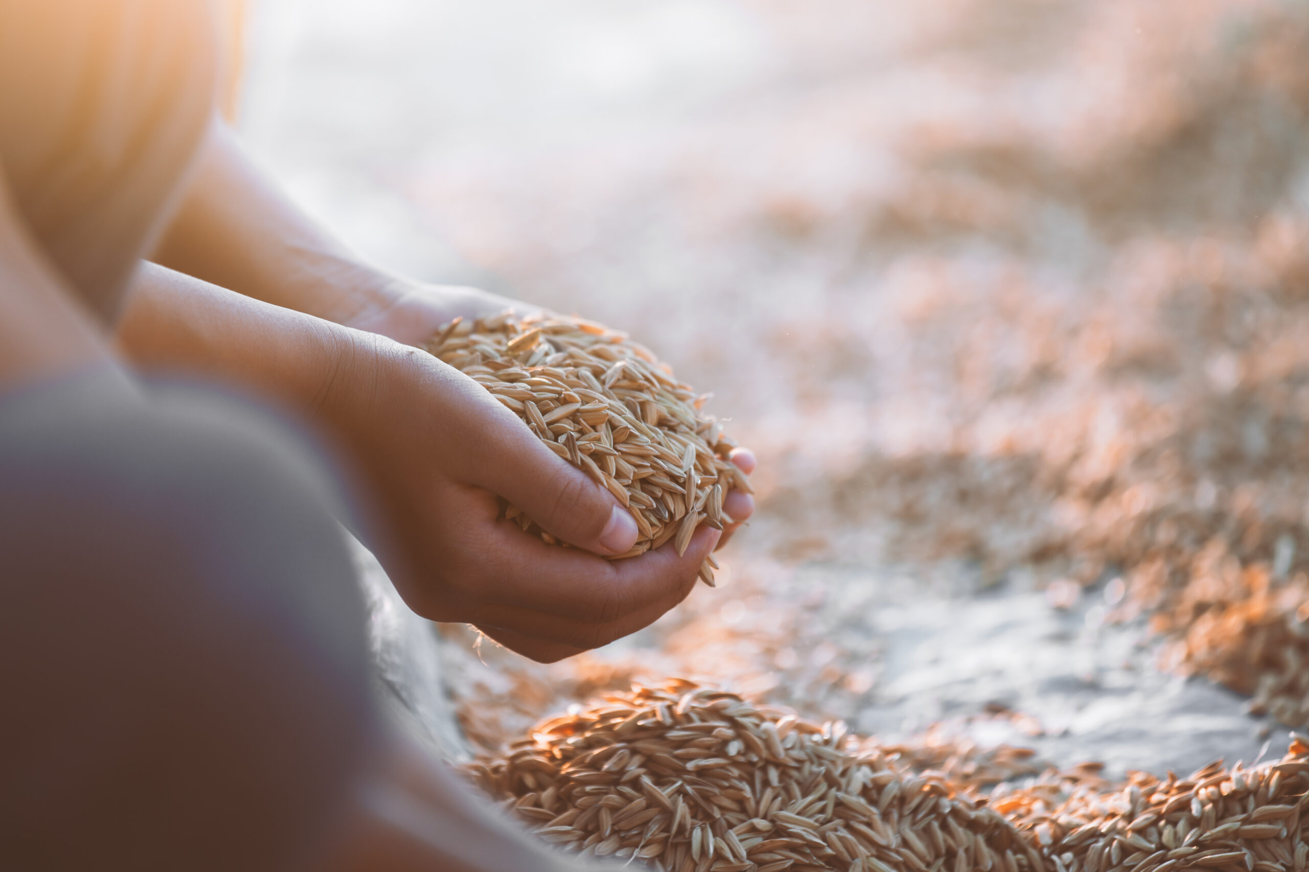 Arroz: radiografía del comercio y desafíos para el sector