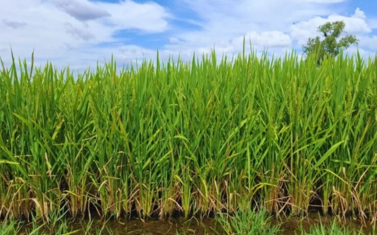 KIRA INTA: El arroz que conquista los mercados prémium del mundo