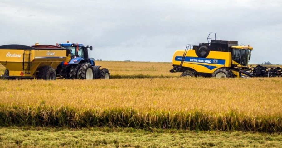 La producción de arroz caería un 19% en Entre Ríos