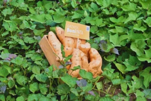 Buscan impulsar la producción de batata de calidad