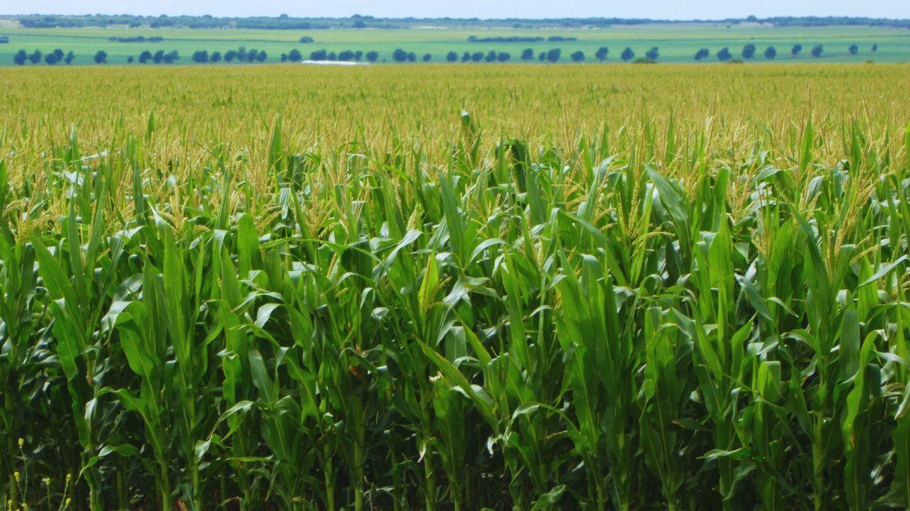 ¿Cómo queda el mapa agrícola de la región núcleo tras una semana de lluvias?