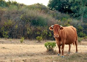 Inicio de zafra: Con más terneros de lo esperado y un clima favorable, la salida de los campos se perfila más lenta