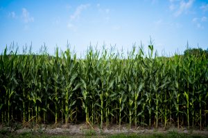 ¿Cuáles son los costos del maíz ante el aumento en los fletes?