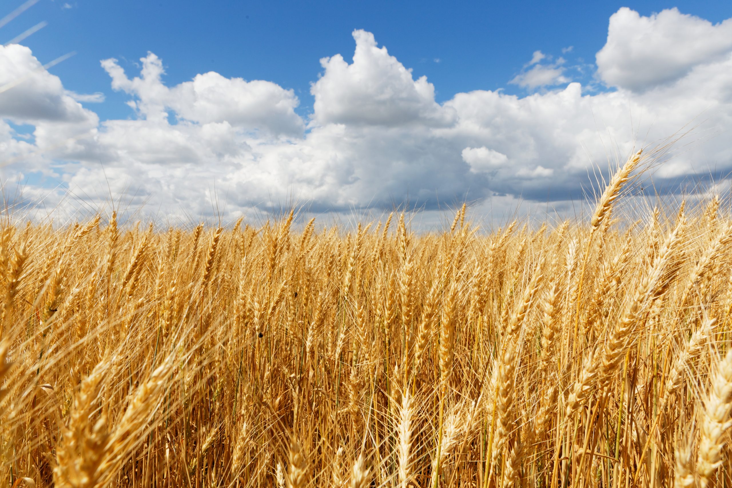 “La comercialización de trigo nuevo es de las más bajas de la historia reciente”