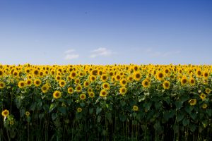 ¿Cómo quedan los costos del girasol ante los reajustes del precio?