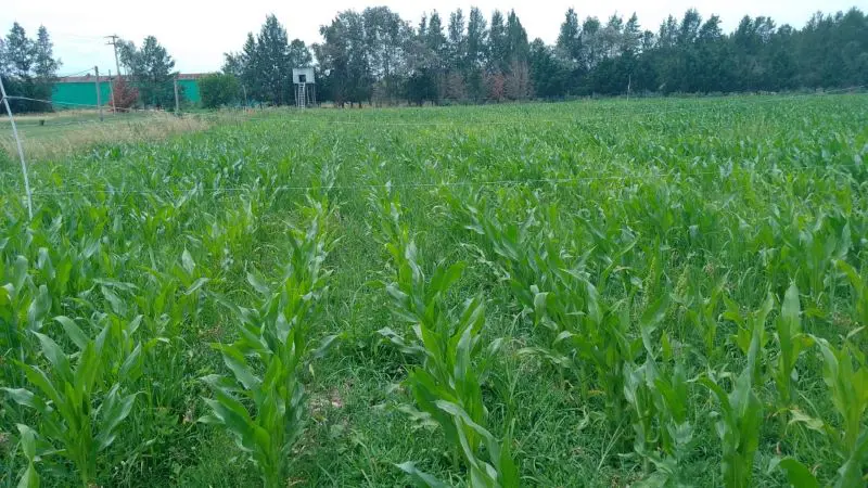 Producción de biofertilizante