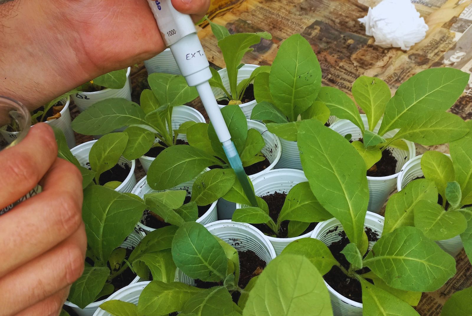 Un bioinsumo nativo frena hasta 74 % de los hongos del suelo