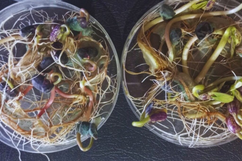 Un bioinsumo nativo frena hasta 74 % de los hongos del suelo