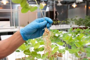 Bioinsumos, una herramienta que crece