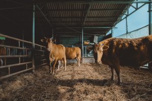 ¿Cómo quedan los costos de la Invernada Pastoril ante la baja de precios?