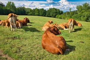 «Se vislumbra un nuevo equilibrio de precios muy favorables para la ganadería»