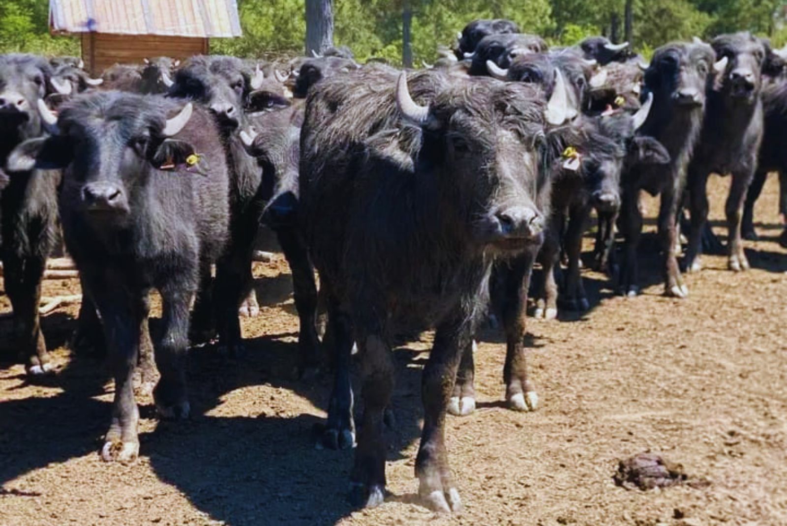 Corrientes impulsa la producción de búfalos