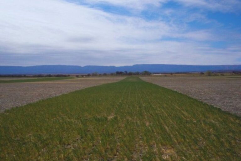 Pasturas perennes de alfalfa elevan hasta 25 % el carbono orgánico del suelo en zonas semiáridas