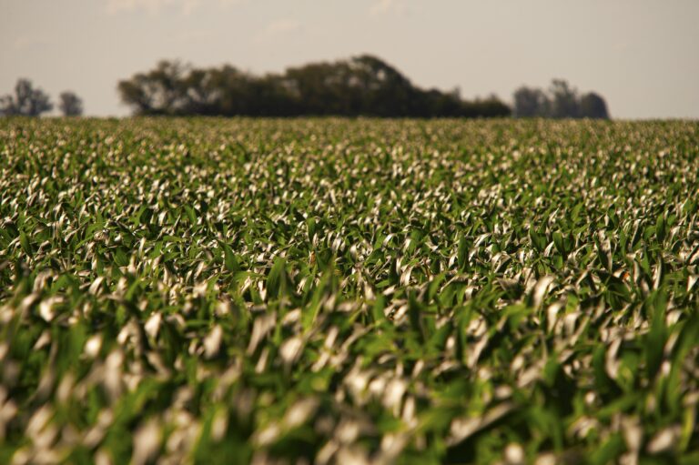 ¿Es un "game changer" la nueva baja de la urea para el trigo y el maíz en la región? - Expoagro - Edición YPF Agro