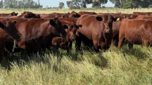 Ganadería: Cómo producir más kilos reales en ambientes difíciles