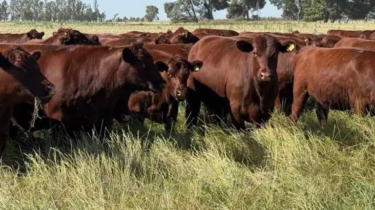 Ganadería: Cómo producir más kilos reales en ambientes difíciles