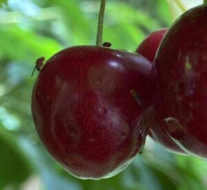 Avanza en la Patagonia la Técnica del Insecto Estéril contra la mosca de alas manchadas