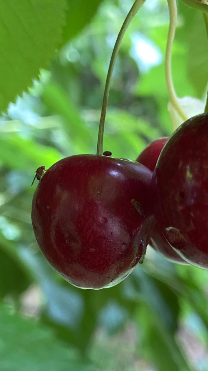 Avanza en la Patagonia la Técnica del Insecto Estéril contra la mosca de alas manchadas