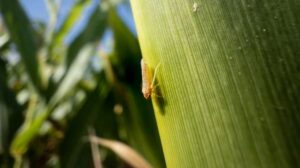 La chicharrita y el impacto invernal, claves para el monitoreo