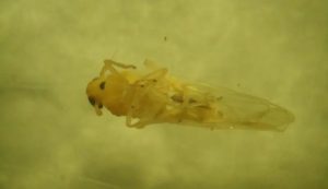 Detectan los primeros ejemplares de chicharrita africana en la Argentina
