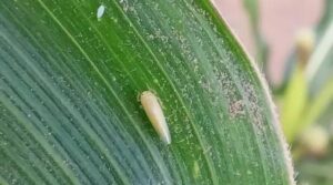 Chicharrita en expansión: tecnología y control temprano para proteger al maíz