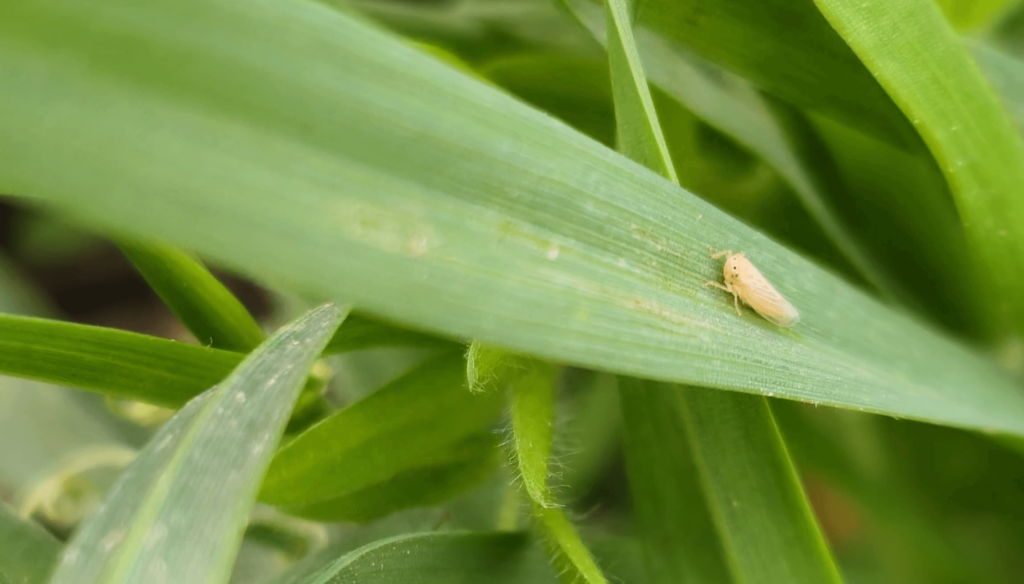 Aumento de chicharritas: Recomiendan monitoreo
