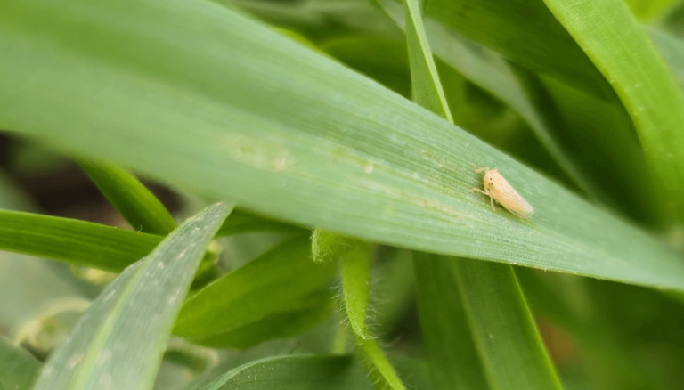 Aumento de chicharritas: Recomiendan monitoreo