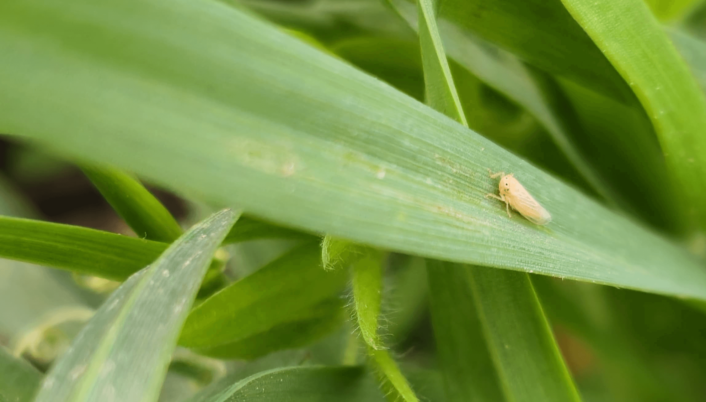 Aumento de chicharritas: Recomiendan monitoreo