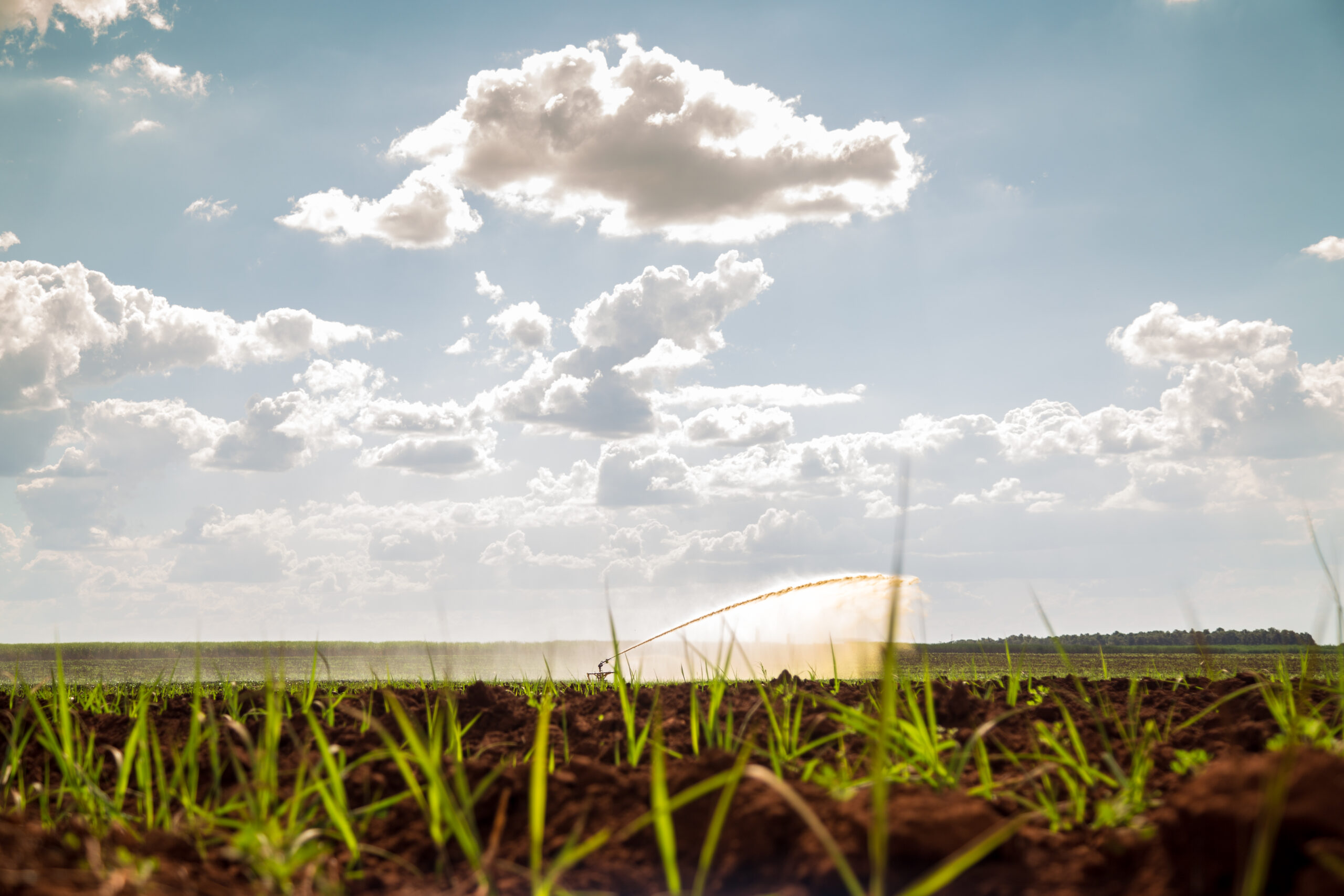 Clima, nutrición y brechas de rendimiento en cultivos de invierno: ¿Dónde enfocar la mirada?