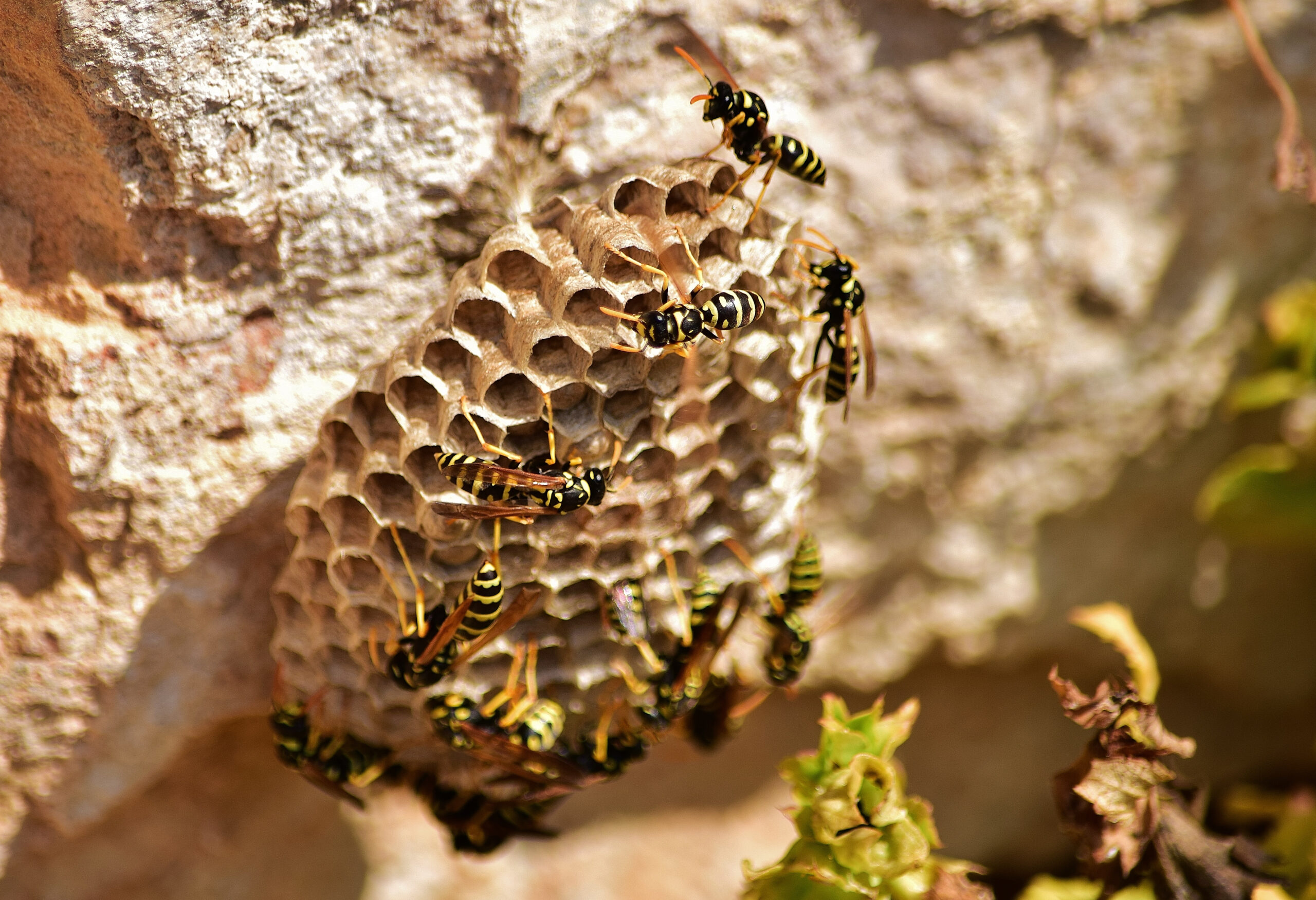 Identifican a la Varroa destructor como principal amenaza para las colmenas