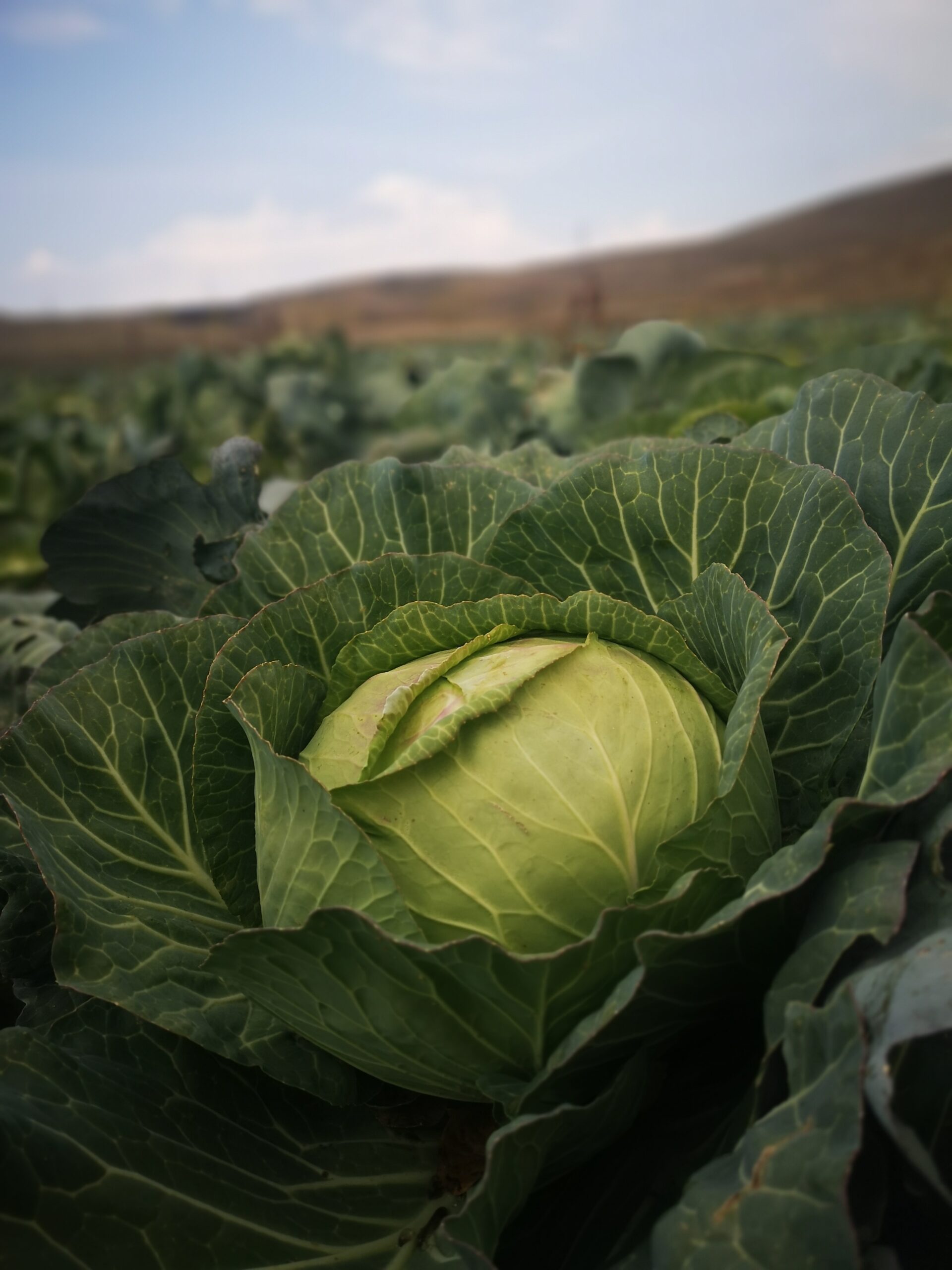 Brassicaceas: El 83% presenta una condición entre buena y muy buena