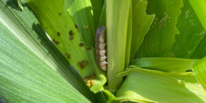 Daños de cogollero en maíces Bt: pérdida de eficacia que exige reforzar el manejo