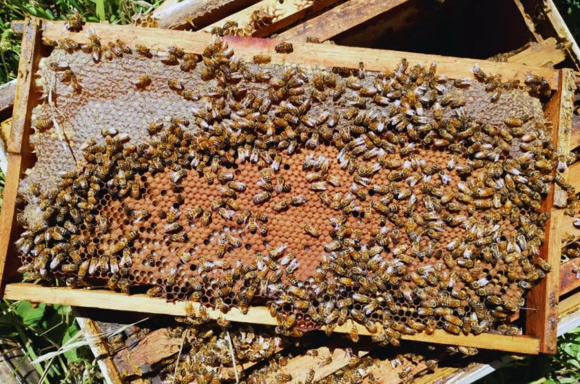 En Santa Fe la multiplicación de colmenas fortalece la apicultura