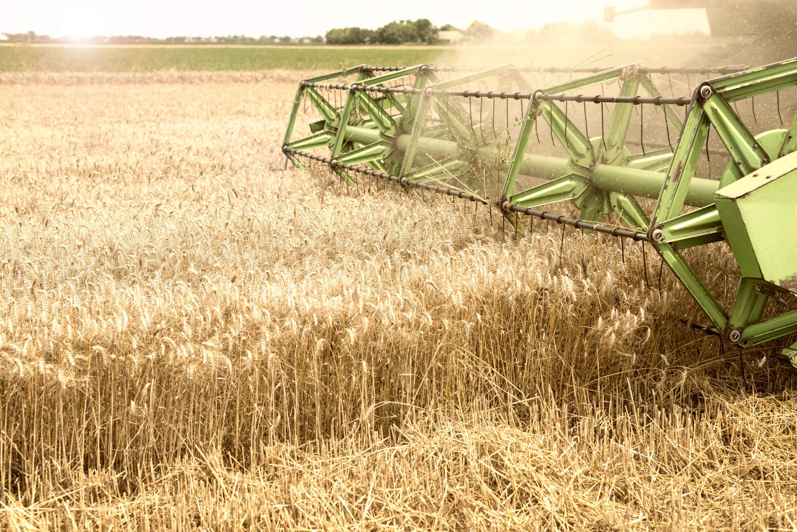 Trigo 2025/26: Avanza la siembra entre desafíos climáticos y presión de costos