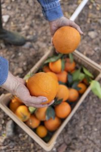 El año comenzó con una brecha de precios campo-góndola de 3,8 veces