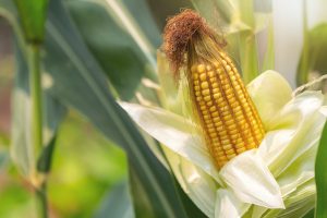 Estrategias para el manejo del Spiroplasma en maíz