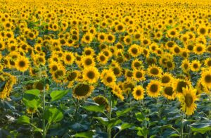 Las lluvias recientes sostienen la soja y el maíz, mientras avanza la cosecha de girasol