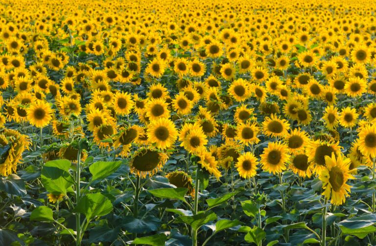 Las lluvias recientes sostienen la soja y el maíz, mientras avanza la cosecha de girasol