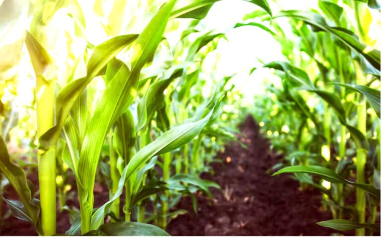 Se sembró el 90% del área triguera y también avanzó la cosecha del maíz tardío