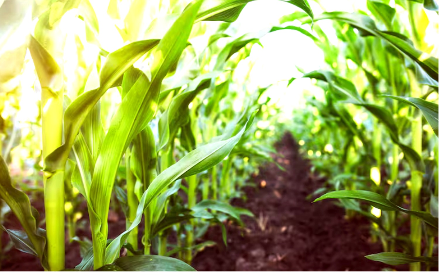 Se sembró el 90% del área triguera y también avanzó la cosecha del maíz tardío