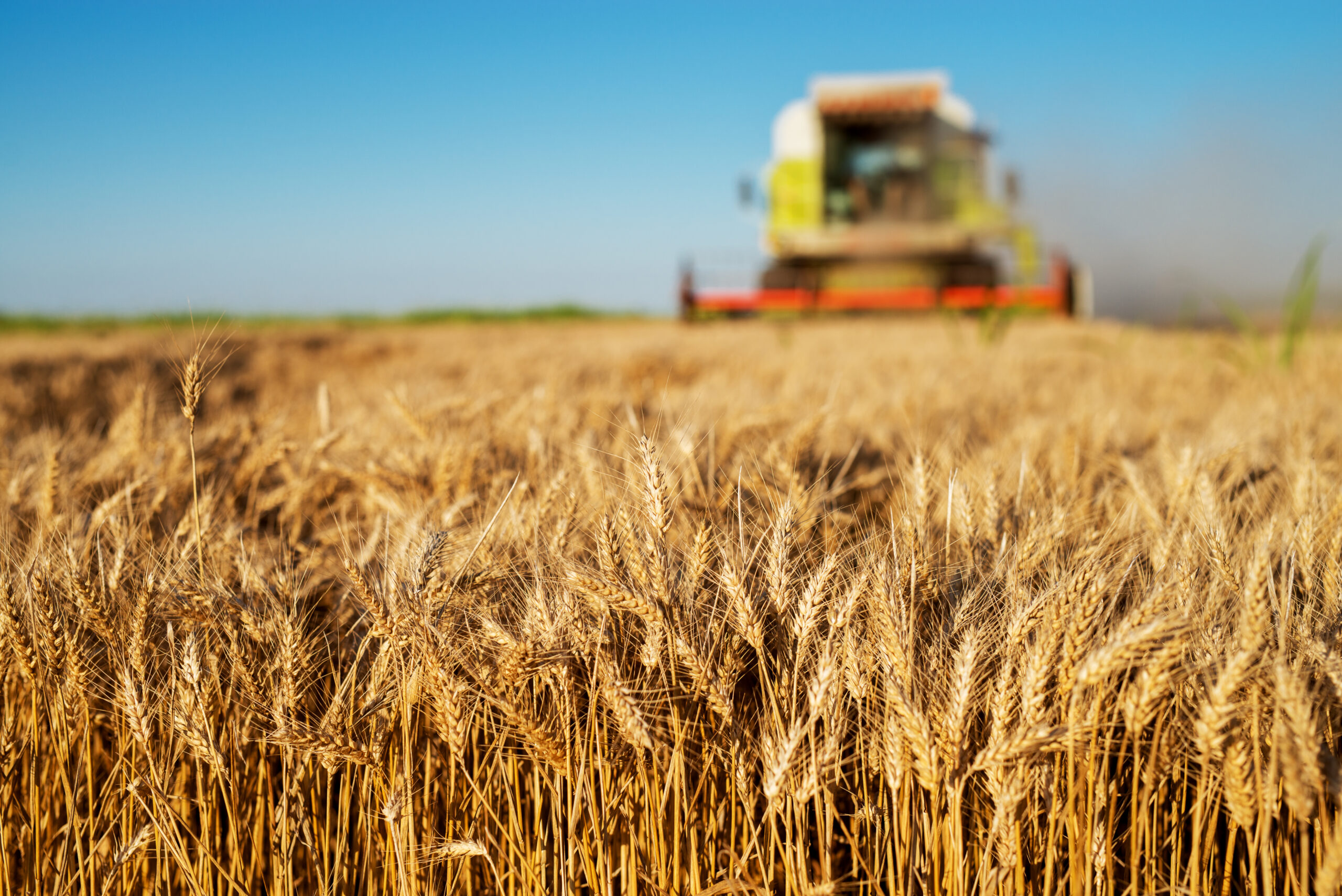 La región núcleo logra la mayor cosecha de trigo de su historia