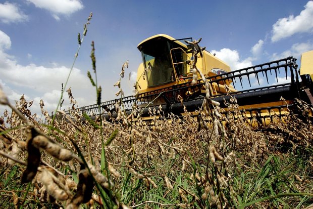 Finaliza la cosecha de soja con una producción final de 50.300.000 toneladas