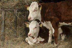 Remates con falta de hacienda liviana pero con mayor interés en vacas