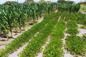 Evaluaron el desempeño de cuatro cultivos de verano frente a la variabilidad climática y del suelo