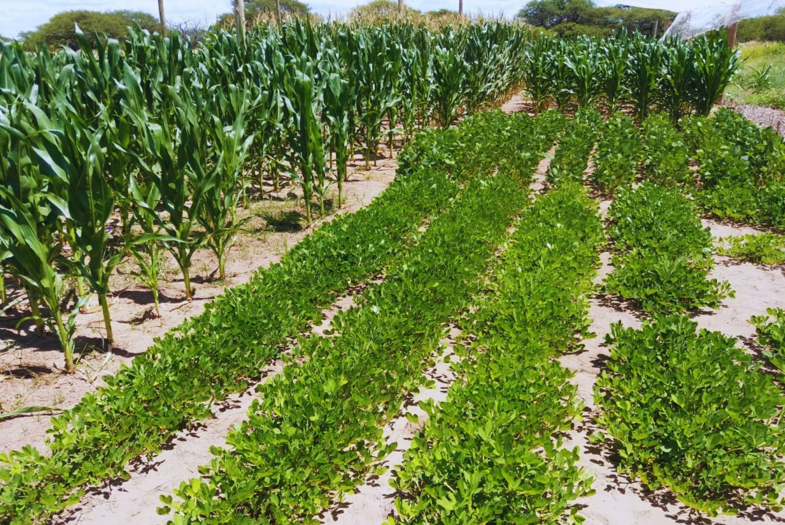 Evaluaron el desempeño de cuatro cultivos de verano frente a la variabilidad climática y del suelo
