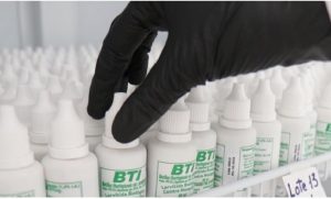 Dengue. En Salta están produciendo biocontroladores de insectos vectores