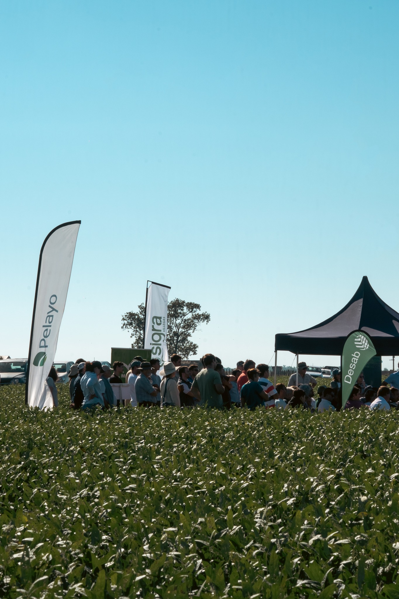 En marzo llega el “Día de Campo 2026” en General Villegas - Expoagro ...