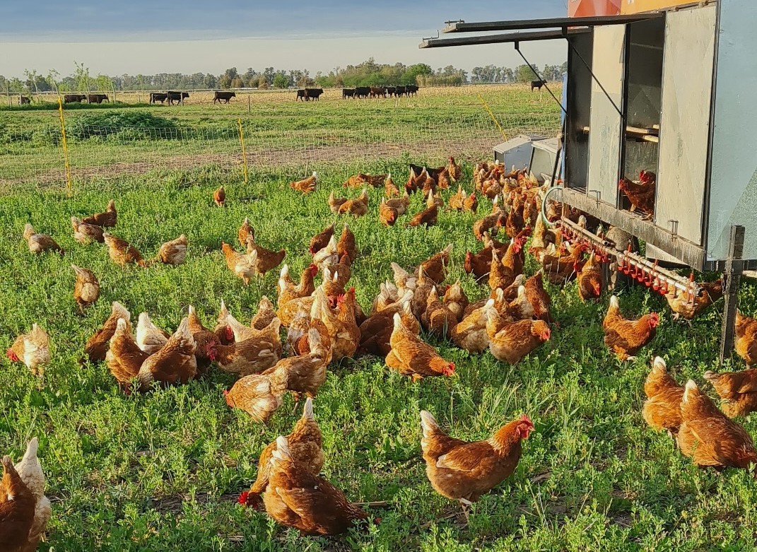 Las gallinas también se merecen un mejor confort
